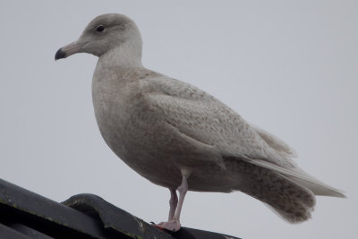Glaucous Gull / Grote Burgemeester