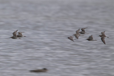 Wilson's Phalarope / Grote Franjepoot