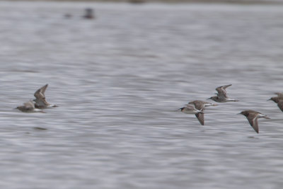 Wilson's Phalarope / Grote Franjepoot