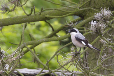 Lesser Grey Shrike / Kleine Klapekster