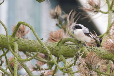 Lesser Grey Shrike / Kleine Klapekster