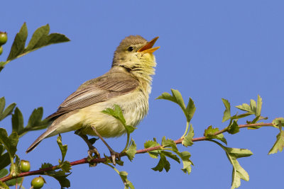 Melodious Warbler / Orpheusspotvogel