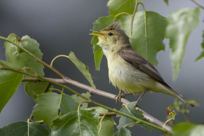 Melodious Warbler / Orpheusspotvogel