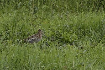 Great Snipe / Poelsnip