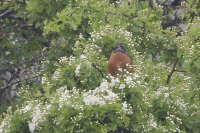 American Robin / Roodborstlijster