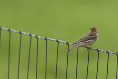 Red-throated Pipit / Roodkeelpieper