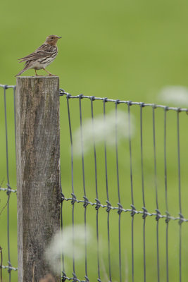 Red-throated Pipit / Roodkeelpieper