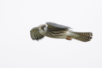 Red-footed Falcon / Roodpootvalk