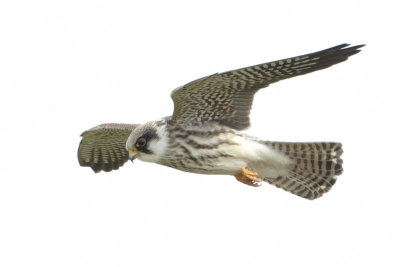 Red-footed Falcon / Roodpootvalk