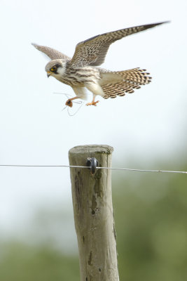 Red-footed Falcon / Roodpootvalk