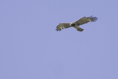 Short-toed Snake Eagle / Slangenarend