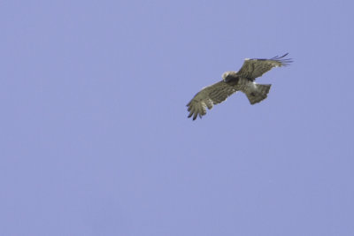 Short-toed Snake Eagle / Slangenarend