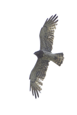 Short-toed Snake Eagle / Slangenarend