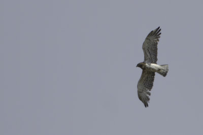 Short-toed Snake Eagle / Slangenarend