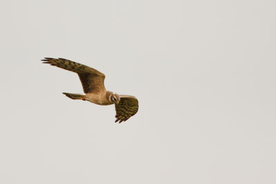 Pallid Harrier / Steppekiekendief