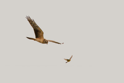 Pallid Harrier / Steppekiekendief