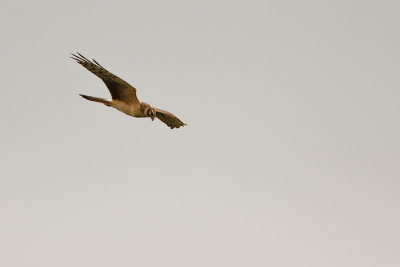 Pallid Harrier / Steppekiekendief