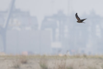 Pallid Harrier / Steppekiekendief