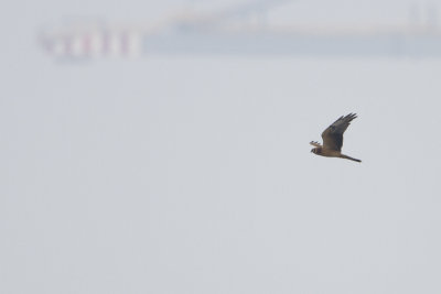 Pallid Harrier / Steppekiekendief