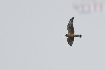 Pallid Harrier / Steppekiekendief