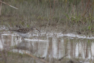 Pectoral Sandpiper / Gestreepte Strandloper