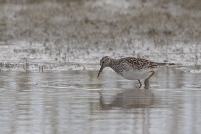 Pectoral Sandpiper / Gestreepte Strandloper