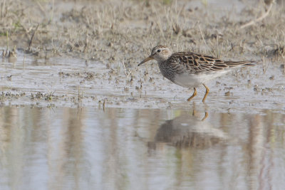 Pectoral Sandpiper / Gestreepte Strandloper