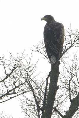 White-tailed Eagle / Zeearend
