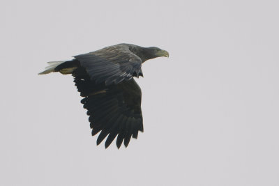 White-tailed Eagle / Zeearend