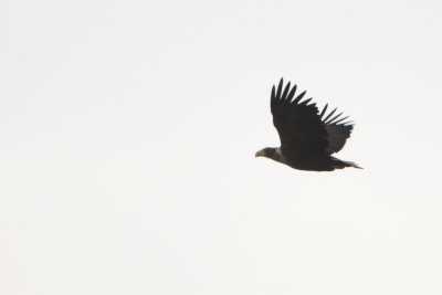 White-tailed Eagle / Zeearend