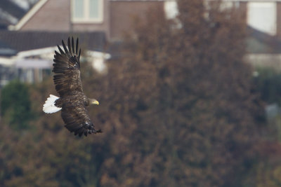 White-tailed Eagle / Zeearend