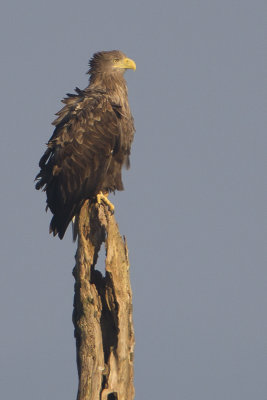 White-tailed Eagle / Zeearend