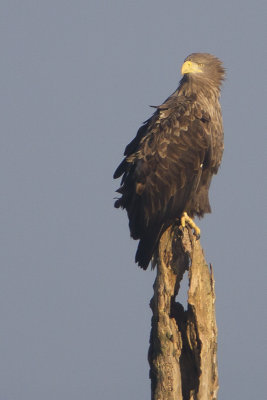 White-tailed Eagle / Zeearend