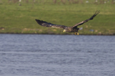 White-tailed Eagle / Zeearend