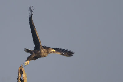 White-tailed Eagle / Zeearend