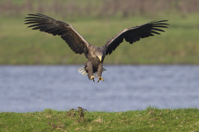White-tailed Eagle / Zeearend