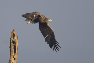 White-tailed Eagle / Zeearend