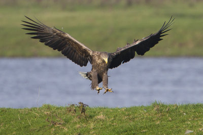 White-tailed Eagle / Zeearend