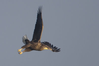 White-tailed Eagle / Zeearend