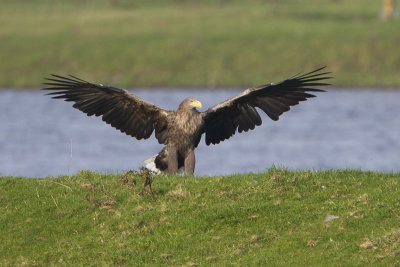 White-tailed Eagle / Zeearend