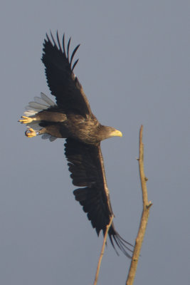 White-tailed Eagle / Zeearend