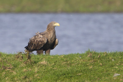 White-tailed Eagle / Zeearend