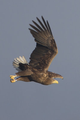 White-tailed Eagle / Zeearend