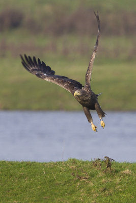 White-tailed Eagle / Zeearend