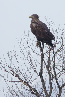 White-tailed Eagle / Zeearend