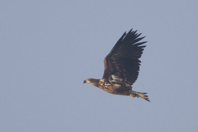 White-tailed Eagle / Zeearend