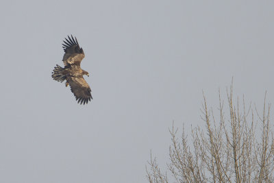 White-tailed Eagle / Zeearend