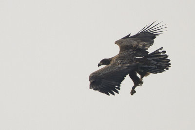 White-tailed Eagle / Zeearend