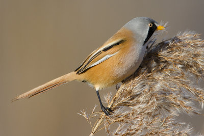 Bearded Reedling / Baardman