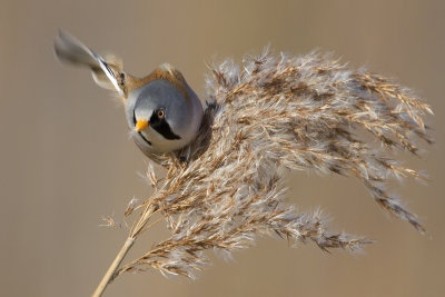 Bearded Reedling / Baardman